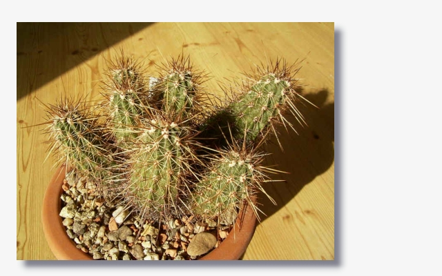 Echinocereus_pacificus.JPG (179620 Byte)