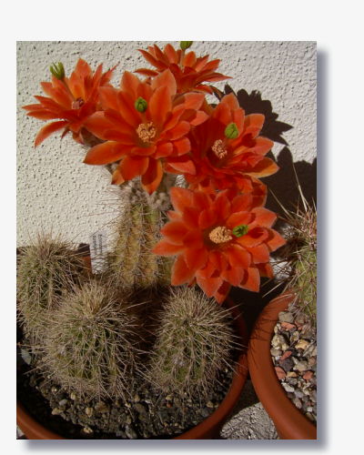 Echinocereus durangensis.JPG (49953 Byte)