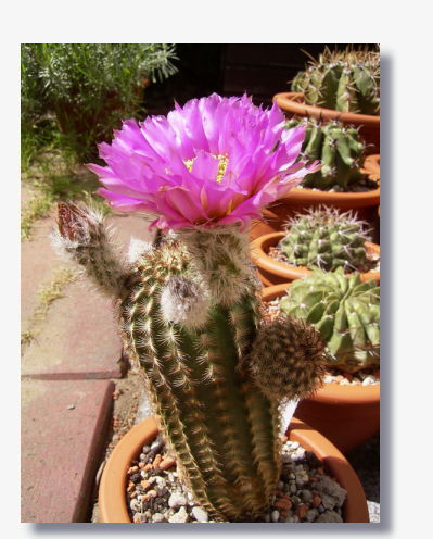 Echinocereus fitchii.JPG (48580 Byte)