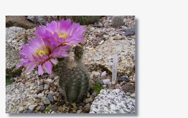 Echinocereus albispinus.JPG (53447 Byte)