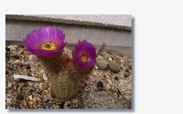 Echinocereus reichenbachii v.baileyi2.JPG (48174 Byte)