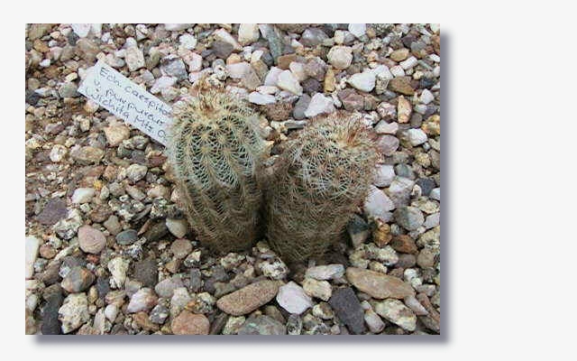 Echinocereus_caespitosus_var.purpureus.JPG (188099 Byte)