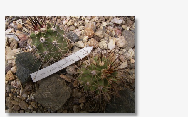 Echinocereus triglochidiatus ssp.octacanthus.JPG (71102 Byte)