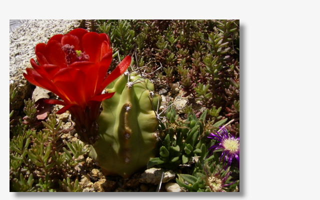 Echinocereus_triglochidiatus.JPG (190489 Byte)