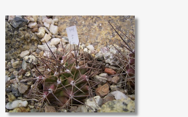 Echinocereus  coccineus.JPG (68613 Byte)