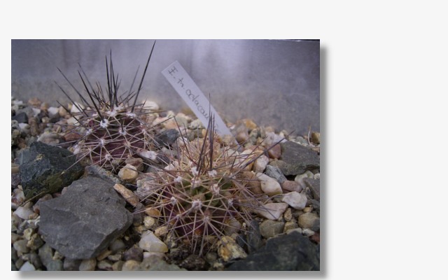 Echinocereus  triglochidiatus ssp.octacanthus.JPG (54018 Byte)