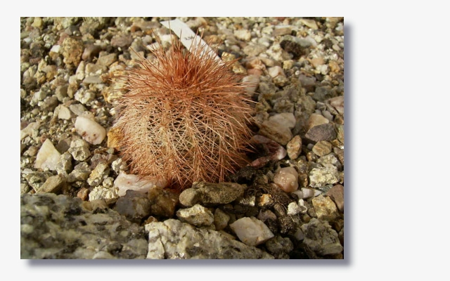 Echinocereus reichenbachii v.baileyi.JPG (195063 Byte)