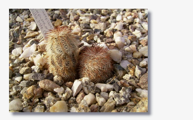 Echinocereus_caespitosus_var._purpureus.JPG (199437 Byte)