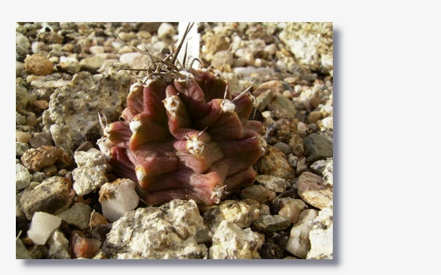 Echinocereus_triglochidiatus_var._inerm.JPG (180096 Byte)