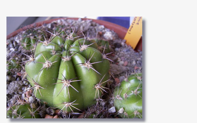 Echinopsis comarapana.JPG (46583 Byte)