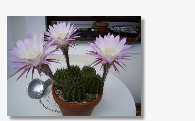 Echinopsis oxygona.JPG (30764 Byte)