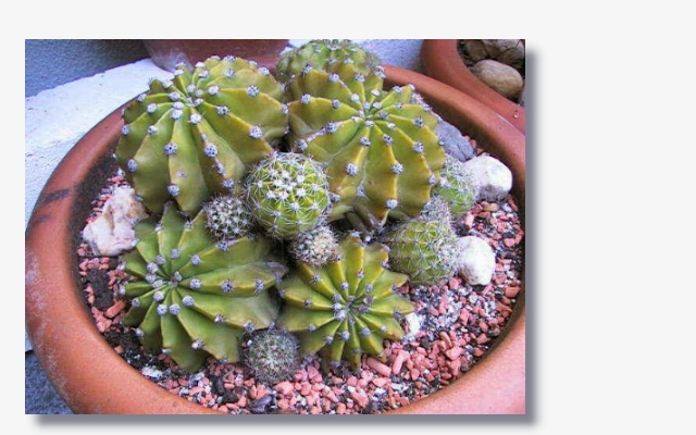 Echinopsis_eyeresii.jpg (184979 Byte)