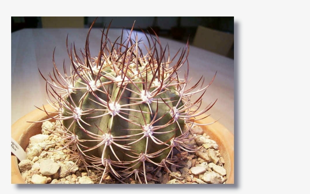 Echinopsis_leucantha.jpg (172692 Byte)