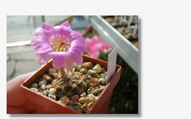 Echinopsis  hertrichiana.JPG (34961 Byte)