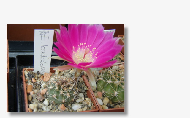 Echinopsis backebergii.JPG (50473 Byte)