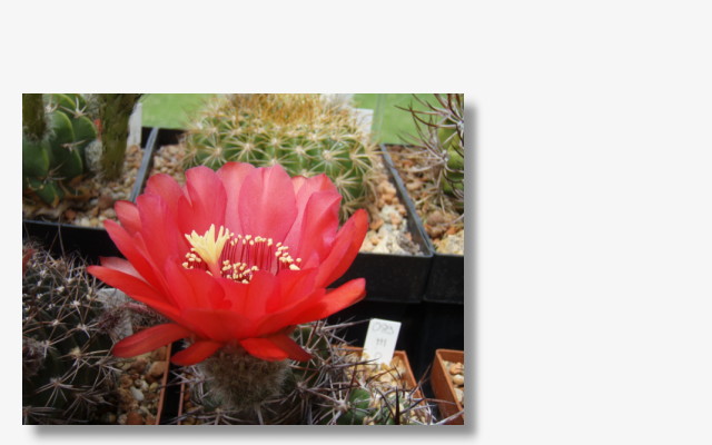 Lobivia crassicaulis.JPG (51844 Byte)