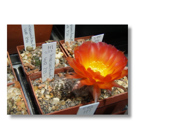 Echinopsis haematantha.JPG (52065 Byte)