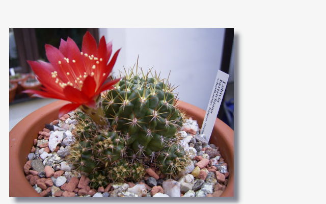 Echinopsis hertrichiana.JPG (43565 Byte)