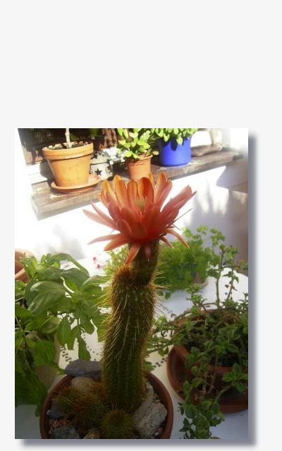 Trichocereus huascha.JPG (40369 Byte)