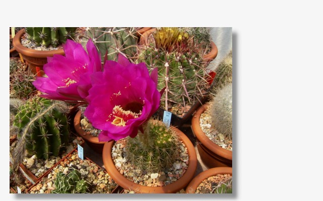Echinopsis mamillosa v.kermesina.JPG (76033 Byte)