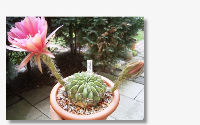 Echinopsis calorubra.JPG (31929 Byte)