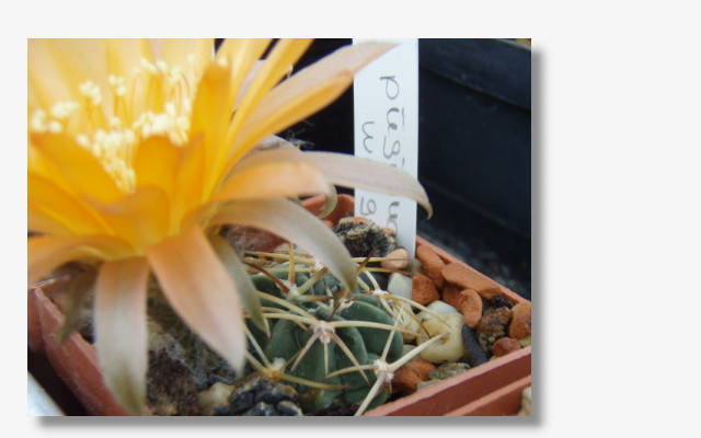 Echinopsis pugionacantha WR 92.JPG (48662 Byte)