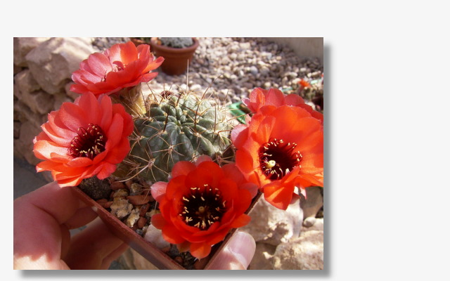 Echinopsis schreiteri.JPG (64830 Byte)