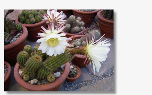 Echinopsis spachiana.JPG (177150 Byte)