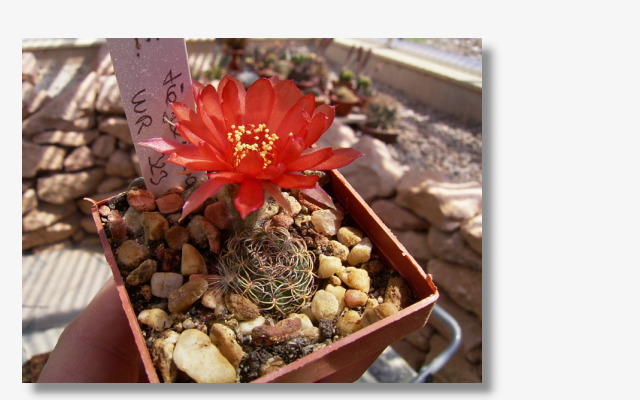 Echinopsis tiegeliana WR323.JPG (74968 Byte)