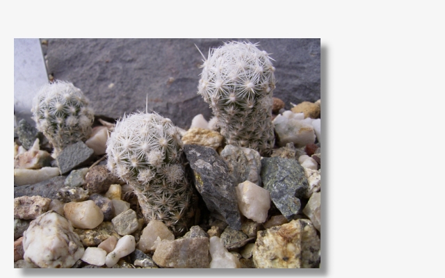 Escobaria leei.JPG (137021 Byte)