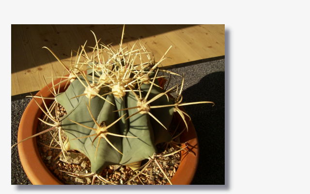 Ferocactus emoryi.JPG (46465 Byte)