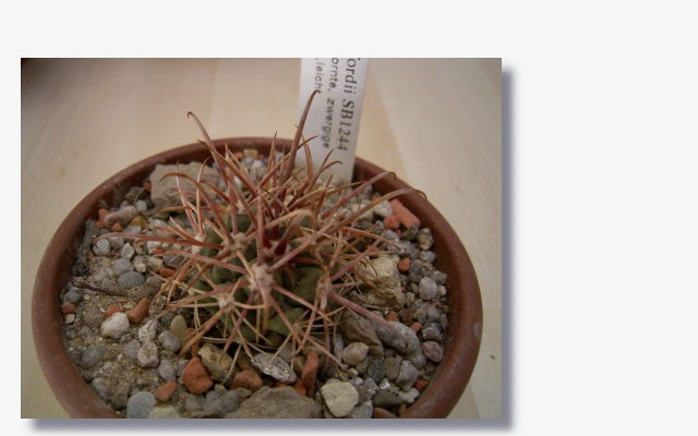 Ferocactus fordii.JPG (35471 Byte)