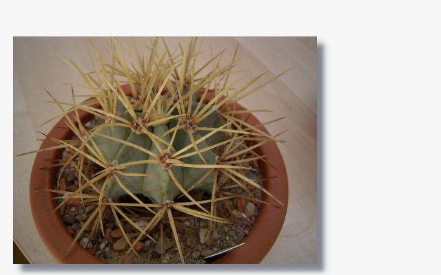 Ferocactus glaucescens.JPG (35162 Byte)