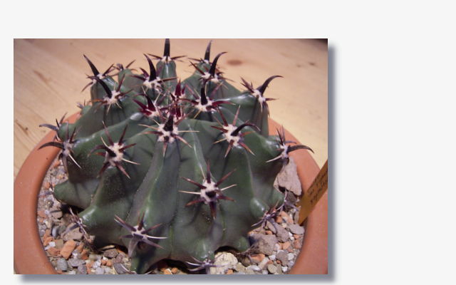 Ferocactus herrerae.JPG (37796 Byte)