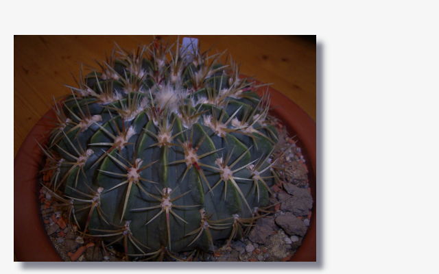 Ferocactus macrodiscus.JPG (35533 Byte)