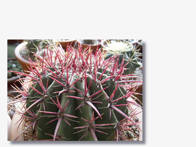 Ferocactus pilosus.JPG (60024 Byte)