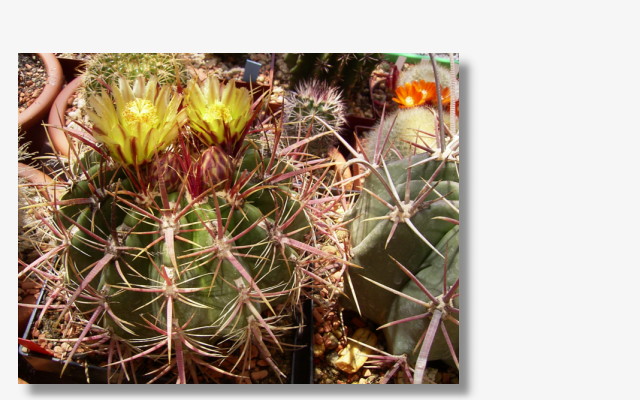 Ferocactus viridescens.JPG (42244 Byte)