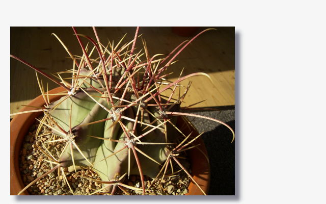 Ferocactus rectispinus.JPG (51722 Byte)