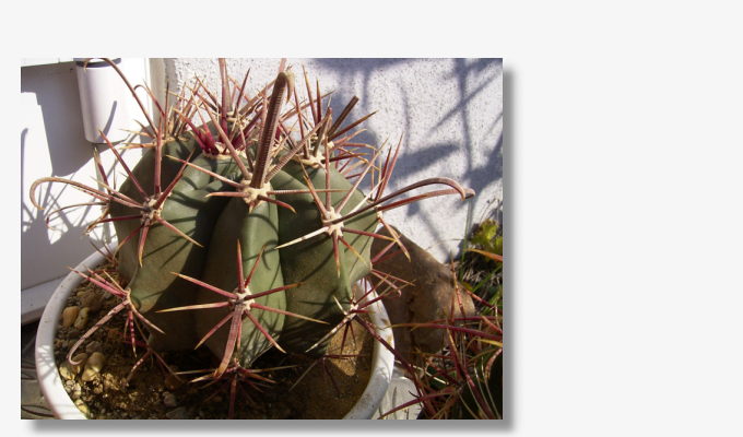 Ferocactus peninsulae.JPG (51589 Byte)