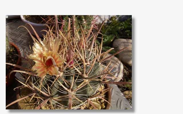 Ferocactus peninsulae v.Santa-Maria.JPG (55556 Byte)