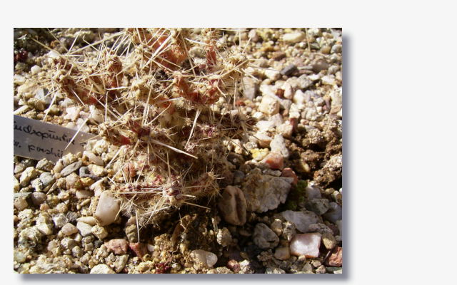 Opuntia stanlyi var.parishii.JPG (68398 Byte)