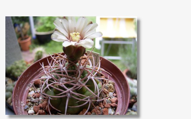 Gymnocalycium ambatoense.JPG (45468 Byte)