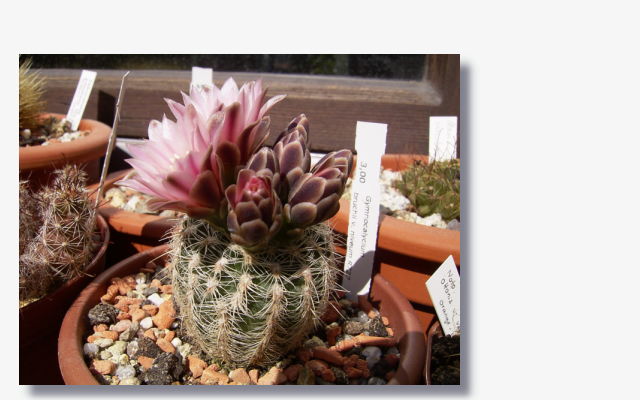 Gymnocalycium bruchii v. niveum.JPG (32643 Byte)