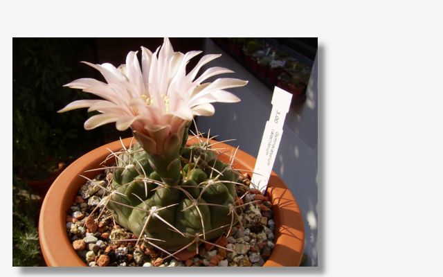 Gymnocalycium calochlorum.JPG (33934 Byte)