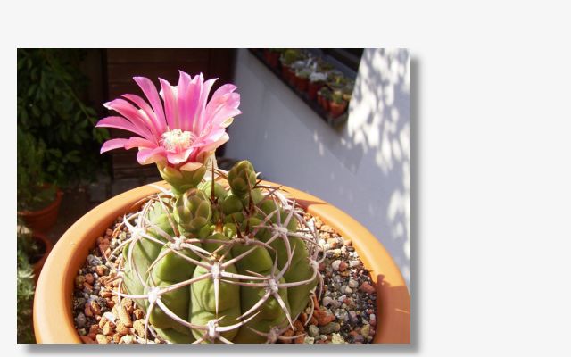 Gymnocalycium carminanthum.JPG (34151 Byte)