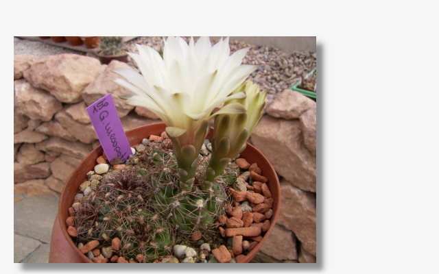 Gymnocalycium mesopotamicum.JPG (49837 Byte)