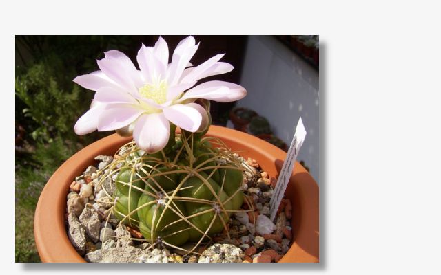 Gymnocalycium monvillei.JPG (52051 Byte)