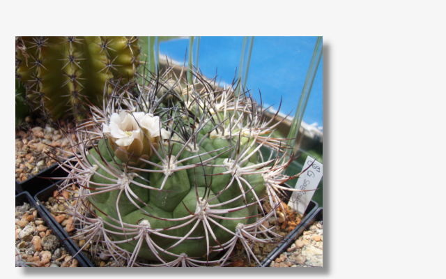 Gymnocalycium_sagliones.jpg (170228 Byte)