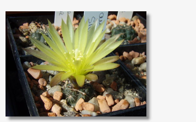 Gymnocalycium andreae STO 702.JPG (56068 Byte)