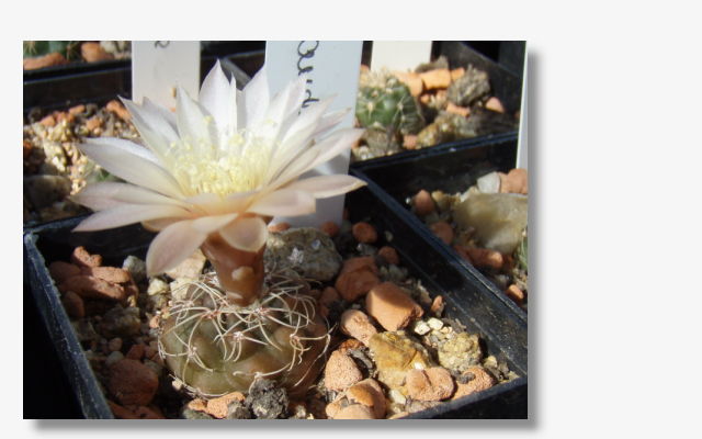 Gymnocalycium andreae.JPG (57904 Byte)